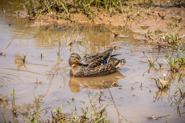 在春天里阳光灿烂的一天 一只雌性成年野鸭在水里飘来飘去 装腔作势地展示着它五彩斑斓的蓝色翅膀 — 图库照片