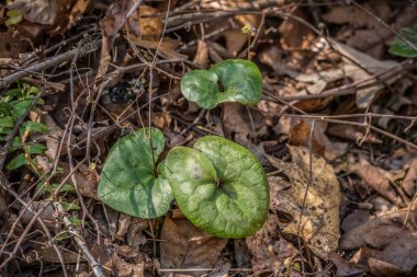 Vahşi zencefil bitkisi orman zeminindeki yaprak yığınından baharın başlarında ağaçlık alanlarda güneşli bir günde ortaya çıkıyor.