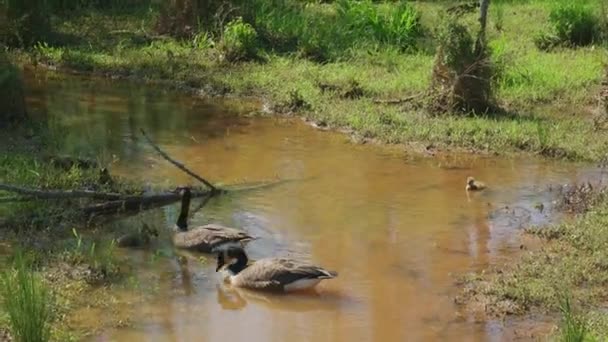 Egy Pár Kanadai Liba Szülei Vigyáznak Kis Goslings Kovácsolnak Ételt — Stock videók