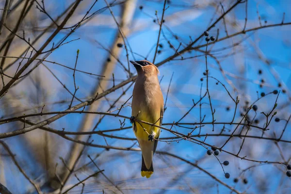 A single cedar waxwing bird perch on a branch full of berries with a blue sky in the background in late winter