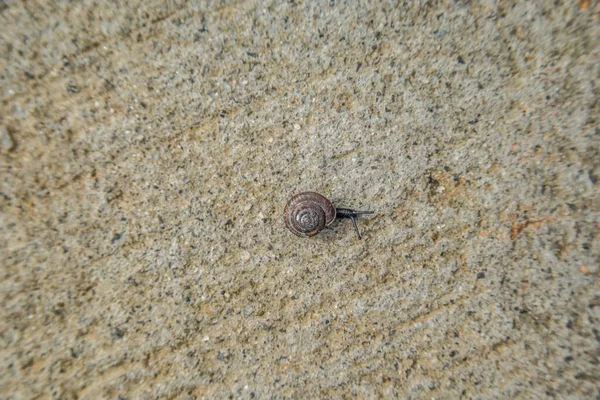 Een Kleine Landslak Kruipt Langzaam Stoep Met Zijn Spiraalvormige Schelp — Stockfoto