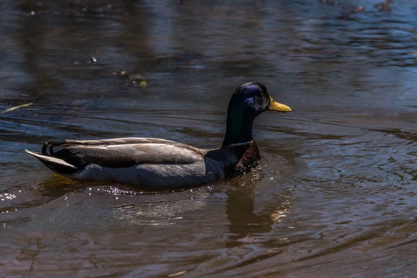 春天的一个阳光明媚的日子里 成年雄性野鸭在水里游开了 在湿地里荡漾着涟漪 — 图库照片
