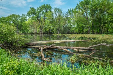 Wisconsin 'deki Mississippi nehri boyunca uzanan Trempealeau' daki sulak alanların dingin dinginliği yaz başında güneşli ve aydınlık bir günde