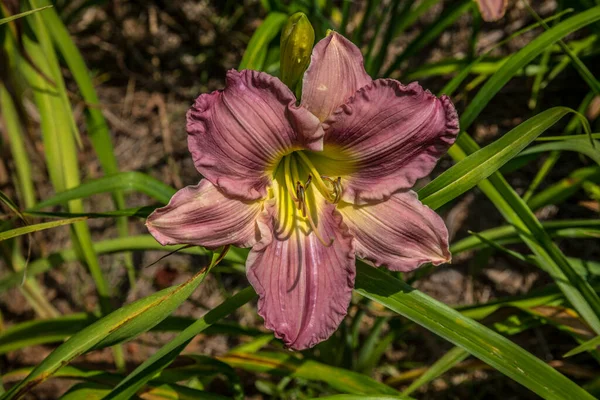 Pojedynczy Wspaniały Lekki Purpurowy Falisty Dzienny Pełnym Rozkwicie Flowerbed Jasnym — Zdjęcie stockowe