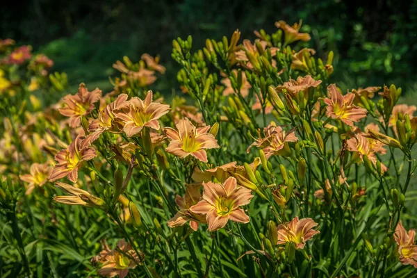 暑い夏の日に開花する花壇には 桃やアプリコットの色のユリの塊が集まっています — ストック写真