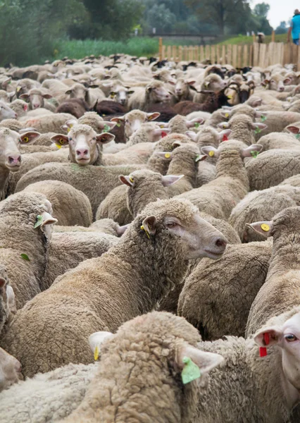 Flock of sheep — Stock Photo, Image