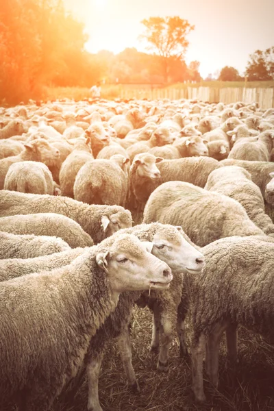 Flock of sheep — Stock Photo, Image