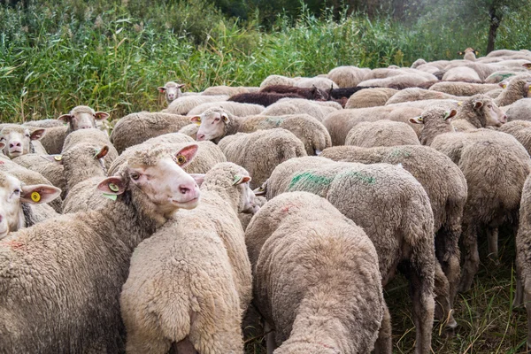 Flock of sheep — Stock Photo, Image