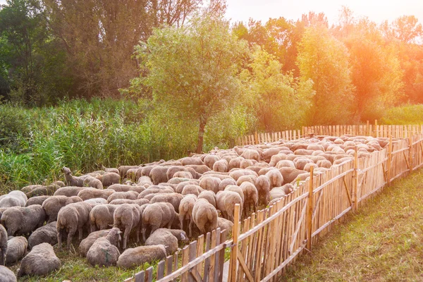 Flock of sheep — Stock Photo, Image