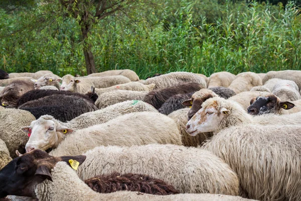 Flock of sheep — Stock Photo, Image