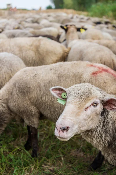 Flock of sheep — Stock Photo, Image