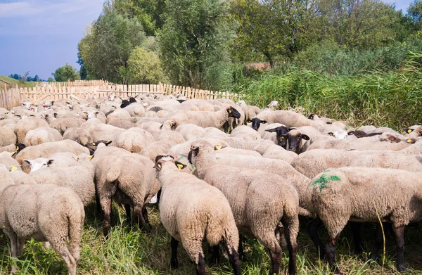 Flock av får — Stockfoto