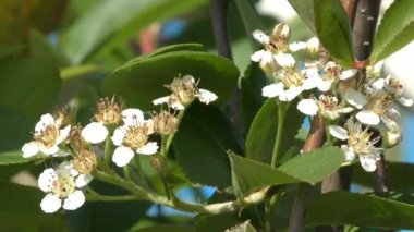 Rahatlamak için çiçekler hakkında video