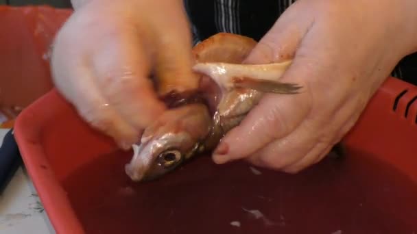 Γυναίκα Καθαρίζει Φρέσκα Ψάρια Στην Κουζίνα — Αρχείο Βίντεο