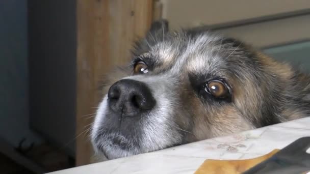 Hond Smeekt Voedsel Van Mensen Die Aan Tafel Zitten — Stockvideo