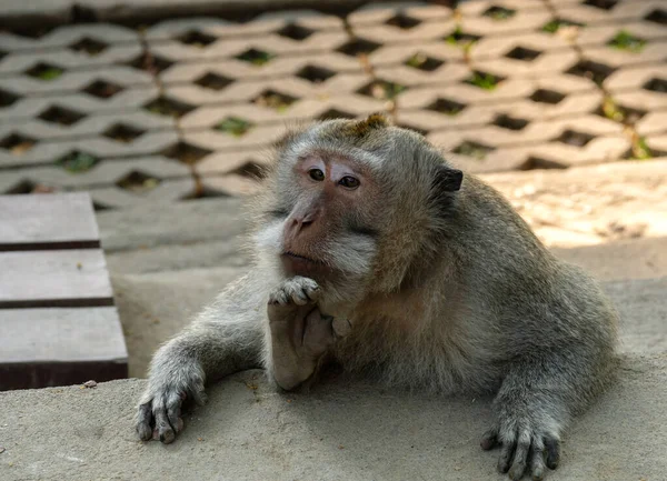 in thoughts of the meaning of life in Bali monkey forest