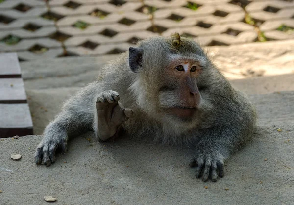 Macaco senta-se atrás de uma pedra com as mãos sobre ele — Fotografia de Stock