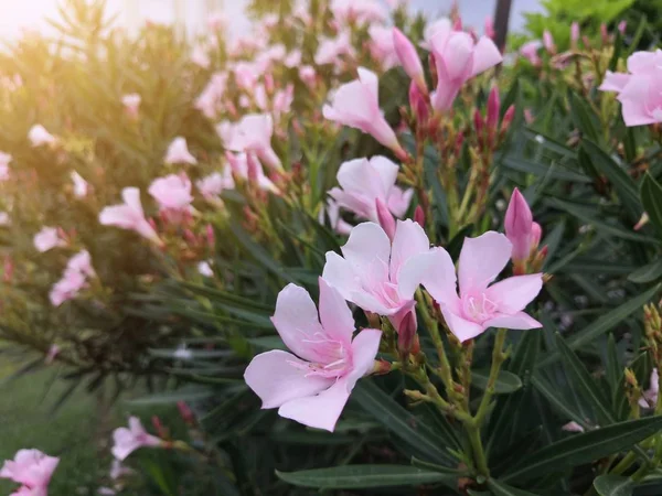 Gyönyörű Rózsaszín Oleander Csokor Virágok Virágos Háttér — Stock Fotó