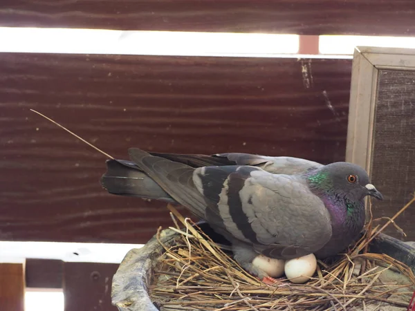 Pigeon Hatching Eggs Pigeon Con Huevos Pequeños —  Fotos de Stock