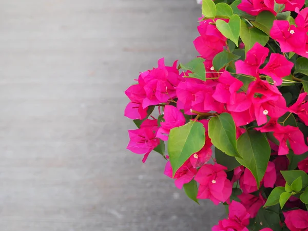 Bougainvillaea Flower Tropical Plant Bougainvillaea Flower White Background Copy Space — Stock Photo, Image