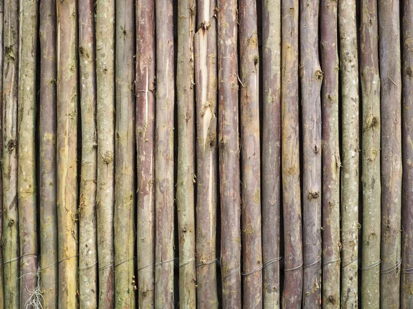 Vertical Eucalyptus Wood Eucalyptus Wood Arranged Layers Wood Texture Background —  Fotos de Stock