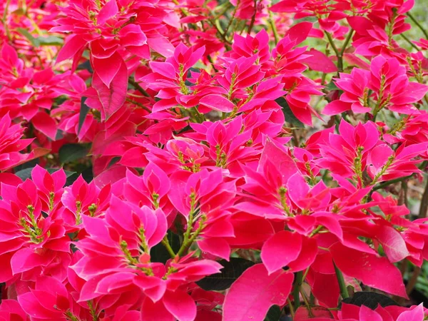 Red Christmas Poinesettia Pattern Background Poinsettia Madagascariensis Flowers Garden — 스톡 사진