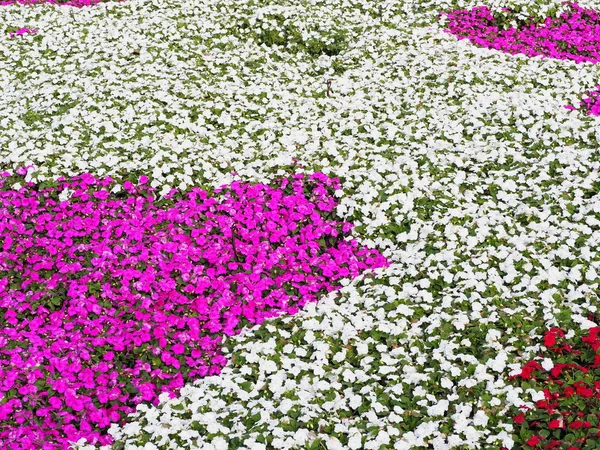 Field Impatiens Walleriana Flowers Called Balsam Flowerbed Blossoms Pink White — 스톡 사진