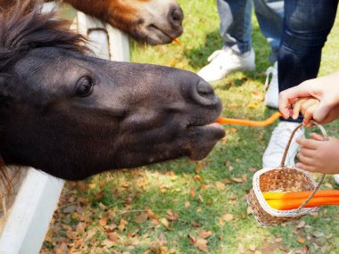 Cüce at ahırda havuç yiyor. Tahta bir çitten sarkan cüce at kafası. Çiftlikte cüce atlar..