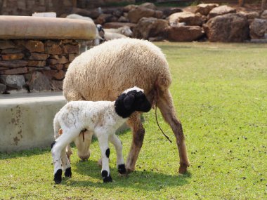 Koyun yeşil çimlerin üzerinde bir çayırda doğum yaptı..