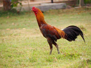 Erkek tavuk horozu. Horoz horozu ötüşü doğal arka planda izole olur. Doğada güzel horoz..