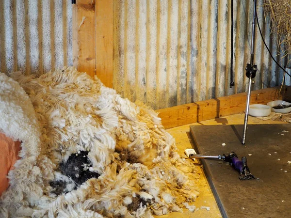 Electric Clippers Sheep Wool Barn — Stock Photo, Image