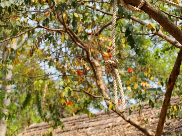 Rope hanging from tree.A rope loop hanging like a noose from the branch of a tree.Suicide concept.