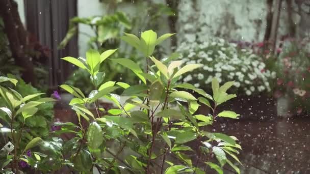 Una Planta Que Está Recibiendo Lluvia Sol Mismo Tiempo — Vídeo de stock