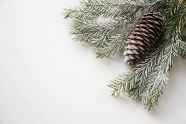 Beyaz arka planda sağ üst köşesinde koni olan ladin dalları. Yukarıdan görünüşü.