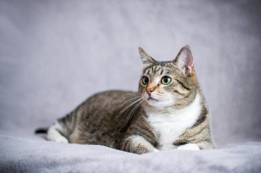 Çizgili, düz saçlı, Avrupalı evcil kedi. Kedi yalan söylüyor.