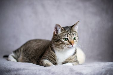 Çizgili, düz saçlı, Avrupalı evcil kedi. Kedi yalan söylüyor.