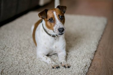 Jack Russell Terrier hafif bir halıya uzanmış ve düz görünüyor..