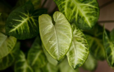 Sengonyum podophyllum. Beyaz desenli yaprakları kapatın. Tropik bir bitkinin pürüzsüz yeşil yaprakları..