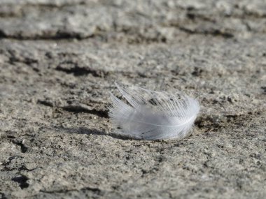 Granit taş plajında tek bir beyaz tüy var.