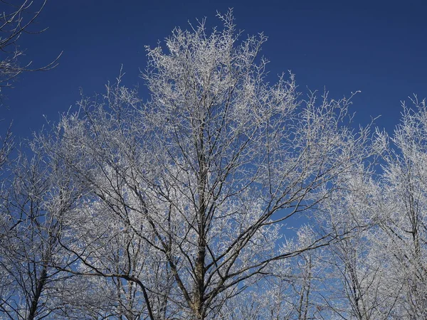 Winterlandschaft mit Raureif auf Bäumen vor strahlend blauem Himmel — Stockfoto