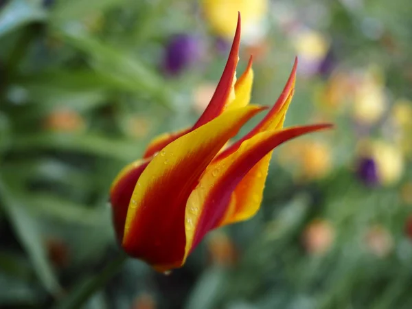 Kolorowe tulipany. Czerwone i żółte płatki kwiatów z kropelkami wody. Skupienie selektywne, zbliżenie. Kolorowe tło. — Zdjęcie stockowe