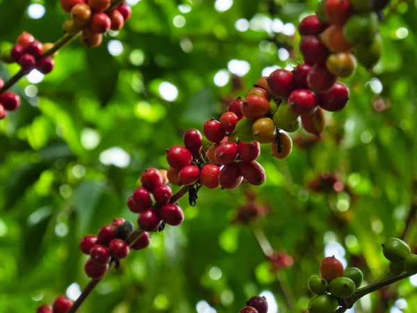 Grãos de café frescos amadurecendo em bagas vermelhas em um ramo de árvore de Coffea arabica Fotografia De Stock