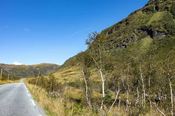 Norveç Yol Kenarındaki Küçük Yabani Huş Ağaçları Yaz Mevsimi Manzarası — Stok fotoğraf