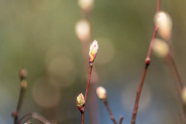 Güneşli bahar gününde genç ağaç tomurcukları arka planı bulanıklaştırıyor. Dallarda yeni yapraklar yetişiyor. Pozitif yaşam süresi