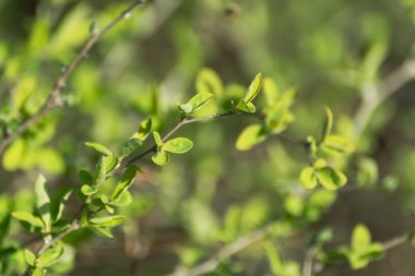 Genç bahar yaprakları çalılıklarda, arka planda bulanık, yeşil yapraklar. Güneşli büyüme zamanı. Doğal taze yakın çekim.