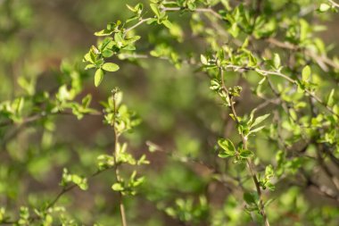 Genç bahar yaprakları çalılıklarda, arka planda bulanık, yeşil yapraklar. Güneşli büyüme zamanı. Doğal taze yakın çekim.