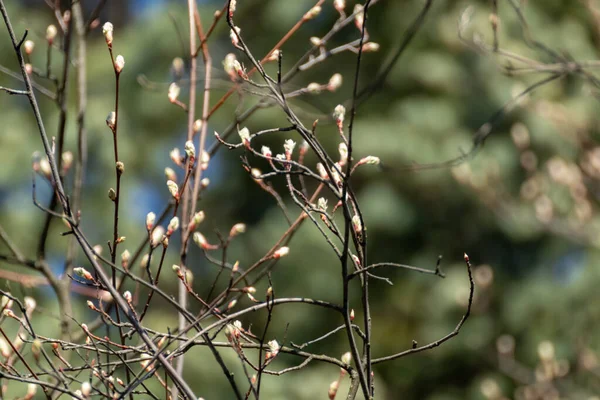 Güneşli Bahar Gününde Genç Ağaç Tomurcukları Arka Planı Bulanıklaştırıyor Dallarda — Stok fotoğraf