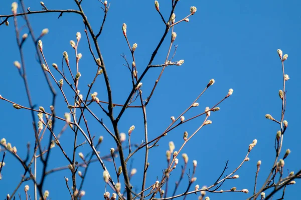 Genç Ağaç Tomurcukları Güneşli Bir Bahar Günü Mavi Gökyüzü Arka — Stok fotoğraf