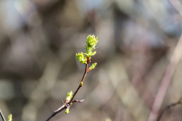 Brotes Árboles Jóvenes Cerca Soleado Día Primavera Fondo Borroso Hojas —  Fotos de Stock