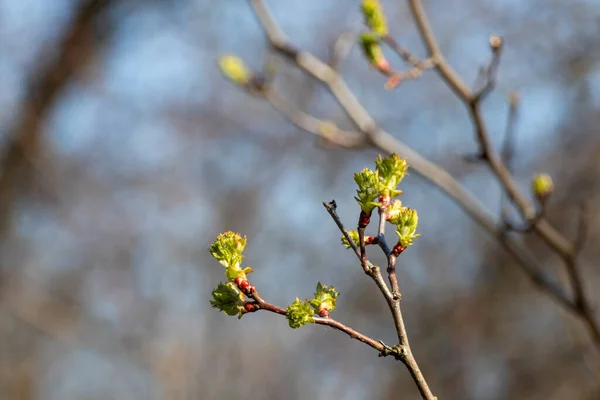 Brotes Árboles Jóvenes Cerca Soleado Día Primavera Borroso Fondo Azul — Foto de Stock